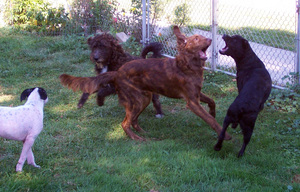 Dogs-fighting-or-playing-two